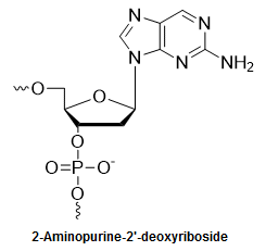 Bio-Synthesis Inc. Oligo Structure